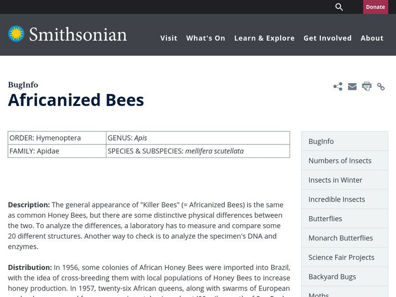 Smithsonian Institution: Killer Bees Handout