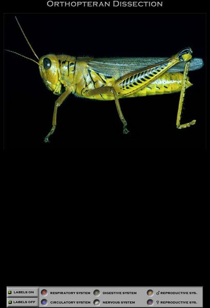 Iowa State University: Orthopteran Dissection Interactive Iowa State University: Orthopteran Dissection Interactive