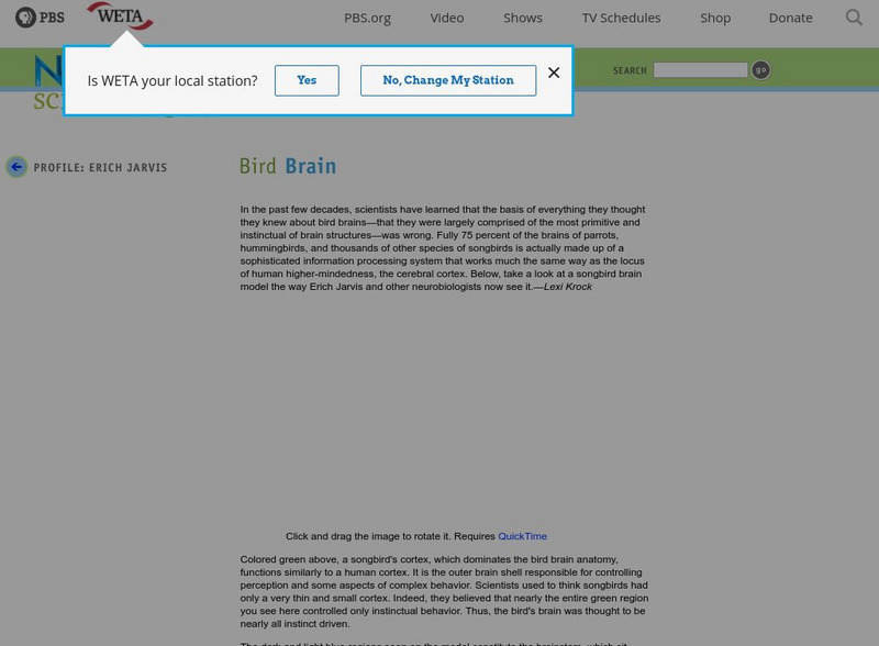 Pbs: Bird Brains Interactive Pbs: Bird Brains Interactive