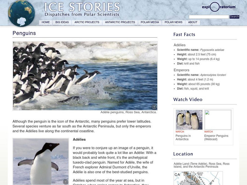 Exploratorium: Ice Stories: Dispatches From Polar Scientists: Penguins Activity Exploratorium: Ice Stories: Dispatches From Polar Scientists: Penguins Activity