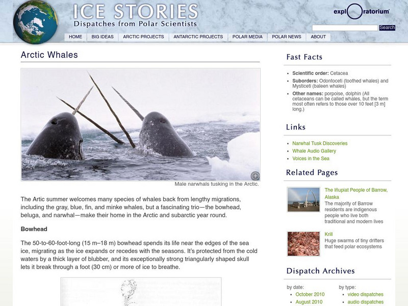 Exploratorium: Ice Stories: Arctic Whales Website Exploratorium: Ice Stories: Arctic Whales Website