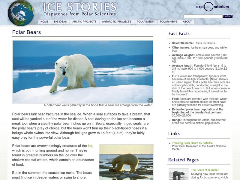 Exploratorium: Ice Stories: Polar Bears Handout Exploratorium: Ice Stories: Polar Bears Handout
