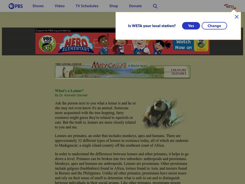 Pbs: Madagascar, a World Apart What's a Lemur? Handout Pbs: Madagascar, a World Apart What's a Lemur? Handout