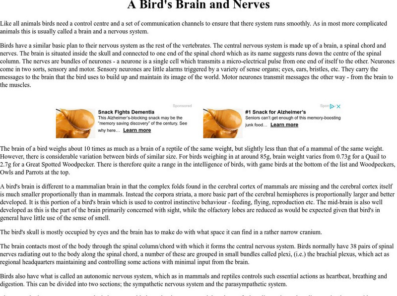 Earth Life: A Bird's Brain and Nerves Handout