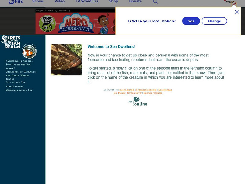 Pbs: Secrets of the Ocean Realm Graphic Pbs: Secrets of the Ocean Realm Graphic