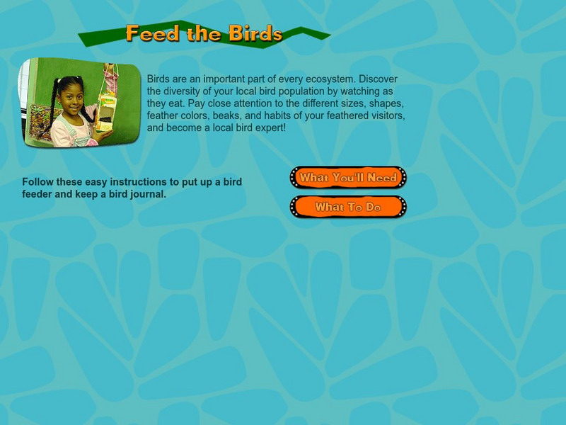 American Museum of Natural History: O Logy: Stuff to Do: Feed the Birds Activity American Museum of Natural History: O Logy: Stuff to Do: Feed the Birds Activity