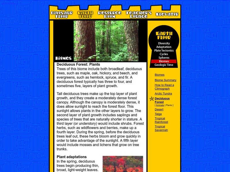 Earth Floor: Biomes: Deciduous Forest: Plants Handout