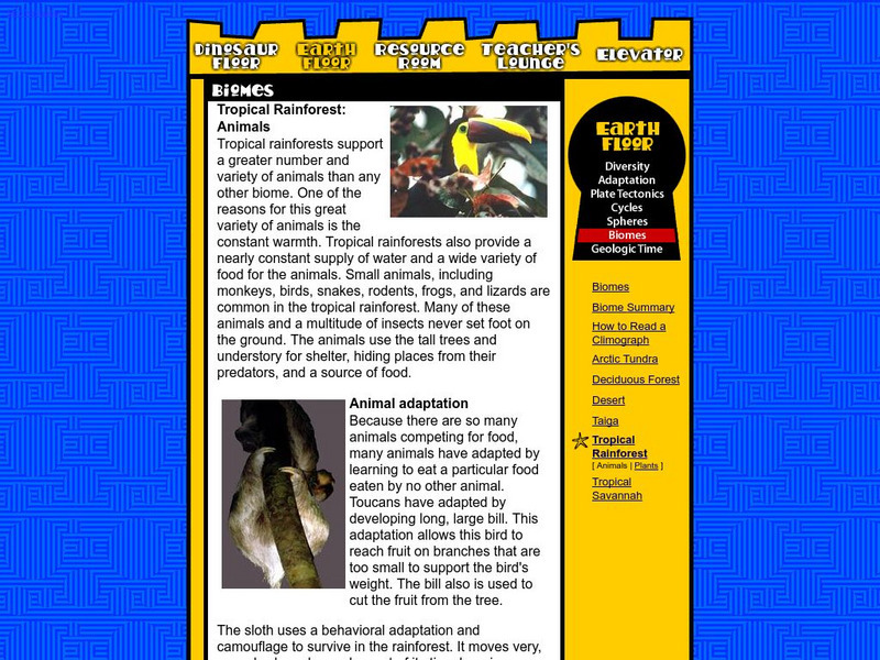 Earth Floor: Biomes: Tropical Rainforest Animals Handout Earth Floor: Biomes: Tropical Rainforest Animals Handout