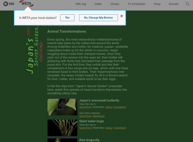 Pbs: Japan's Secret Garden, Animal Transformations Instructional Video Pbs: Japan's Secret Garden, Animal Transformations Instructional Video