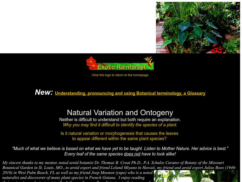 The Exotic Rainforest Website