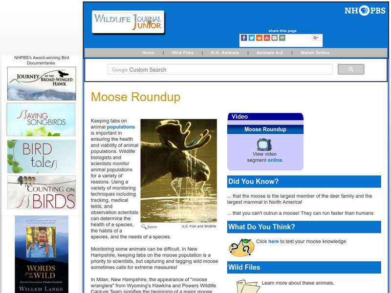 Nh Pbs: Wildlife Journal Jr: Moose Roundup Website