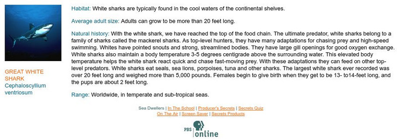 Pbs: Great White Shark Handout Pbs: Great White Shark Handout