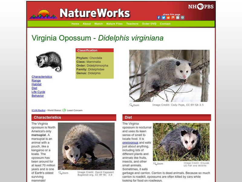 Nh Pbs: Nature Works: Virginia Opossum Handout Nh Pbs: Nature Works: Virginia Opossum Handout