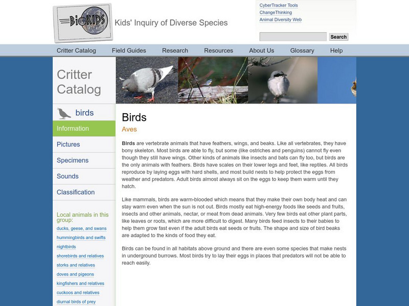 University of Michigan, Critter Catalog: Birds Handout University of Michigan, Critter Catalog: Birds Handout