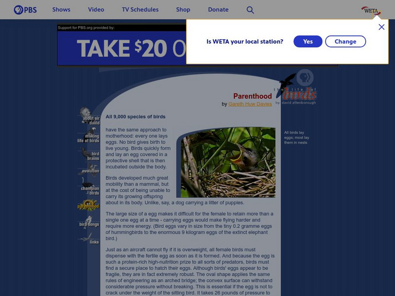 Pbs: Parenthood (Birds) Handout Pbs: Parenthood (Birds) Handout