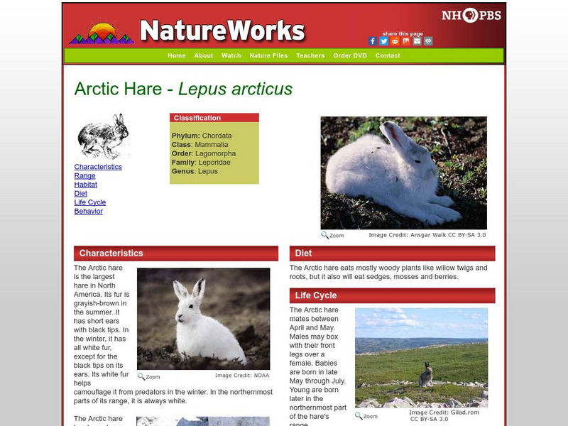 Nh Pbs: Nature Works: Arctic Hare Handout Nh Pbs: Nature Works: Arctic Hare Handout