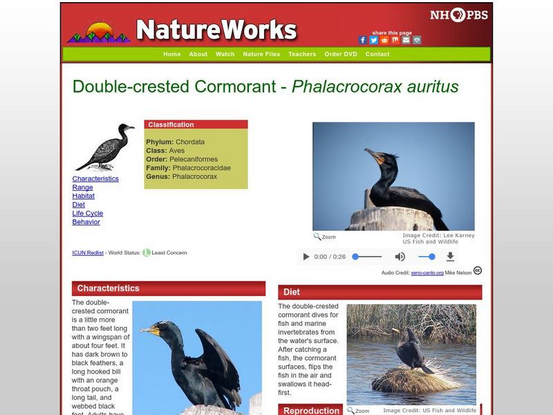 Nh Pbs: Nature Works: Double Crested Cormorant Handout Nh Pbs: Nature Works: Double Crested Cormorant Handout