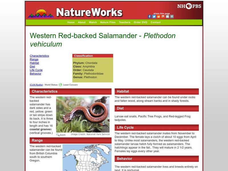Nh Pbs: Nature Works: Western Red Backed Salamander Handout Nh Pbs: Nature Works: Western Red Backed Salamander Handout