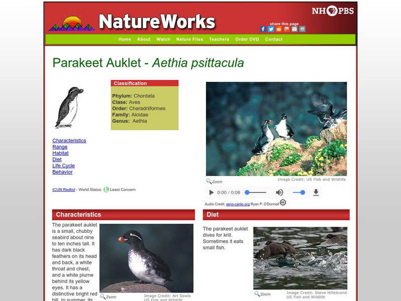 Nh Pbs: Nature Works: Parakeet Auklet Handout Nh Pbs: Nature Works: Parakeet Auklet Handout