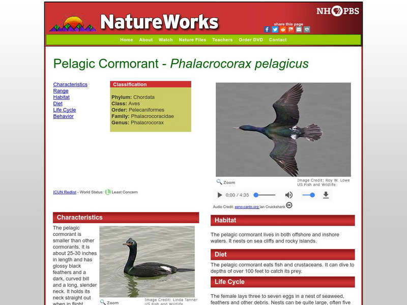 Nh Pbs: Nature Works: Pelagic Cormorant Handout Nh Pbs: Nature Works: Pelagic Cormorant Handout
