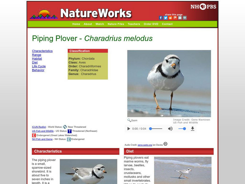 Nh Pbs: Nature Works: Piping Plover Handout Nh Pbs: Nature Works: Piping Plover Handout