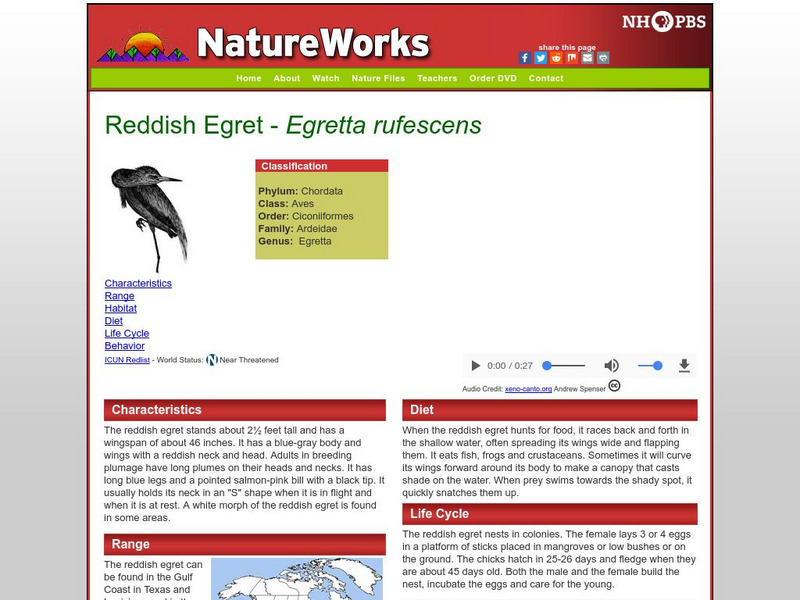 Nh Pbs: Nature Works: Reddish Egret Handout Nh Pbs: Nature Works: Reddish Egret Handout