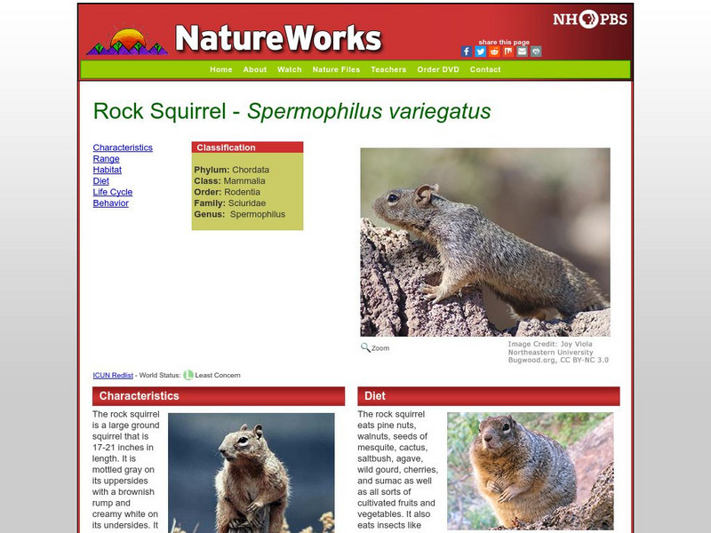 Nh Pbs: Nature Works: Rock Squirrel Handout Nh Pbs: Nature Works: Rock Squirrel Handout