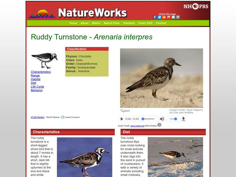 Nh Pbs: Nature Works: Ruddy Turnstone Handout Nh Pbs: Nature Works: Ruddy Turnstone Handout
