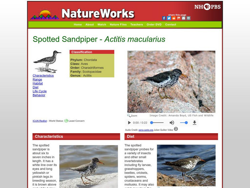 Nh Pbs: Nature Works: Spotted Sandpiper Handout Nh Pbs: Nature Works: Spotted Sandpiper Handout