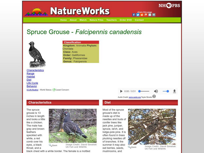 Nh Pbs: Nature Works: Spruce Grouse Handout Nh Pbs: Nature Works: Spruce Grouse Handout