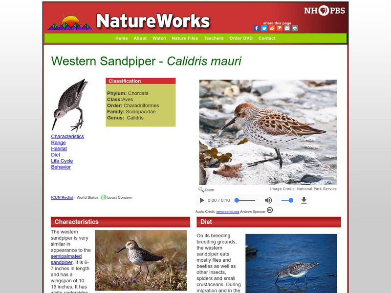 Nh Pbs: Nature Works: Western Sandpiper Handout Nh Pbs: Nature Works: Western Sandpiper Handout