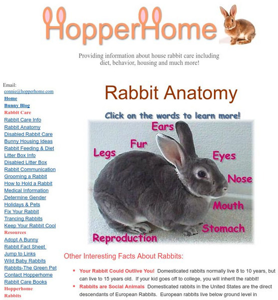Rabbit Anatomy Activity