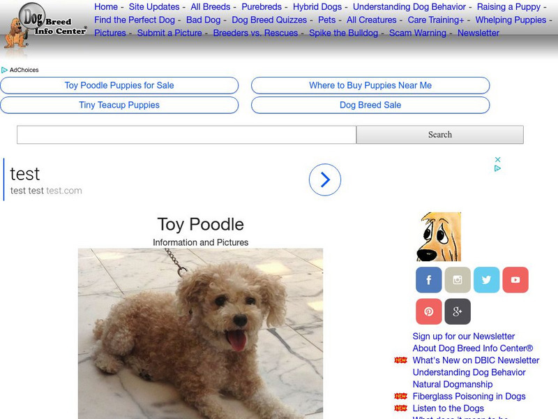 Dog Breed Info Center: Toy Poodle Handout
