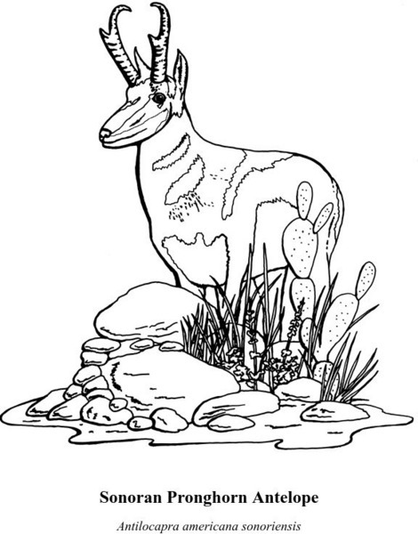 Sonoran Desert Kids: Sonoran Pronghorn Antelope Graphic Sonoran Desert Kids: Sonoran Pronghorn Antelope Graphic
