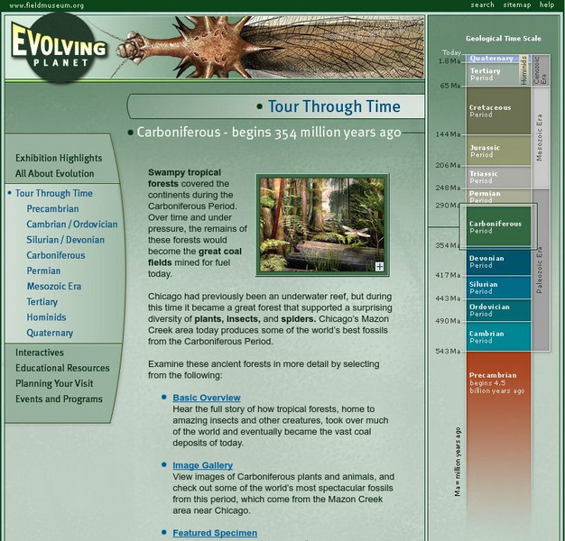 Field Museum: Exhibits: Evolving Planet: Carboniferous Website Field Museum: Exhibits: Evolving Planet: Carboniferous Website