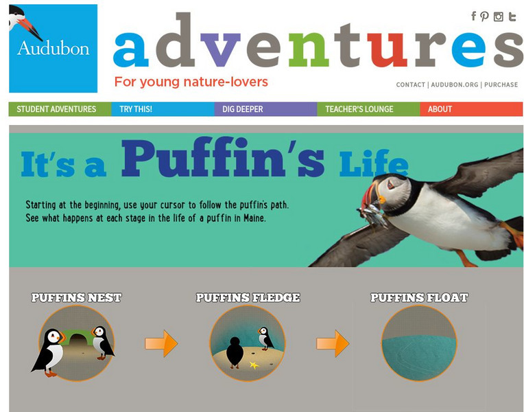 Audubon Adventures: It's a Puffin's Life Website Audubon Adventures: It's a Puffin's Life Website