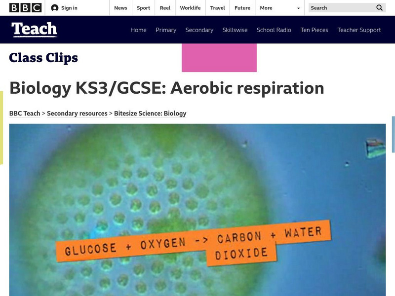 Bbc Teach: Aerobic Respiration Instructional Video