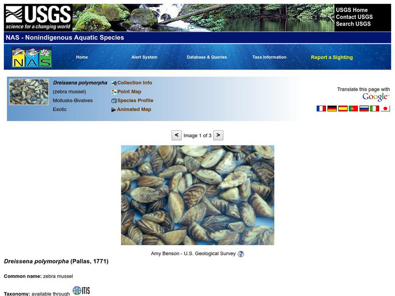U.s Geological Survey: Nonindigenous Aquatic Species (Nas): Zebra Mussel Handout U.s Geological Survey: Nonindigenous Aquatic Species (Nas): Zebra Mussel Handout