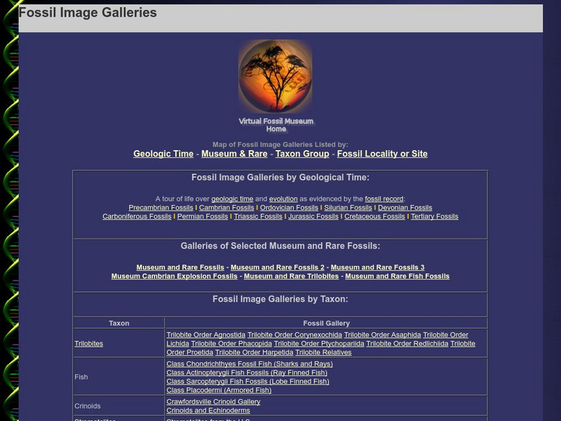 Fossil Image Gallery Website Fossil Image Gallery Website