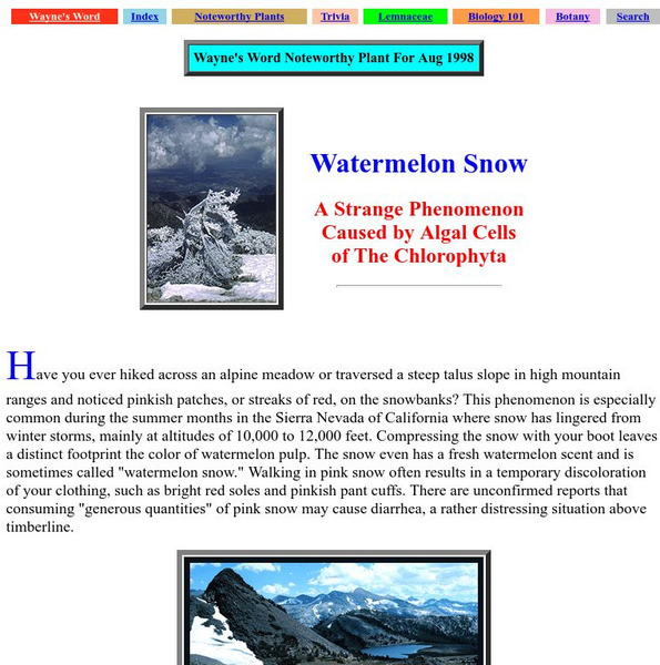 Wayne's Word: Watermelon Snow Caused by Green Algal Cell Handout