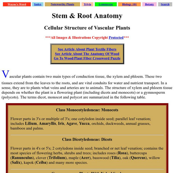 Palomar College: Stem & Root Anatomy Handout Palomar College: Stem & Root Anatomy Handout