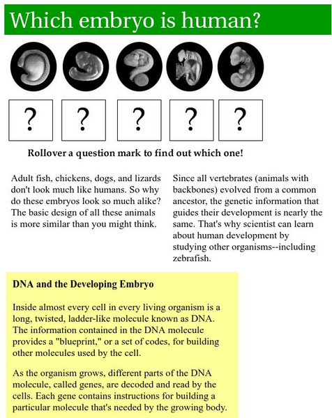 Exploratorium: Which Embryo Is Human? Handout Exploratorium: Which Embryo Is Human? Handout