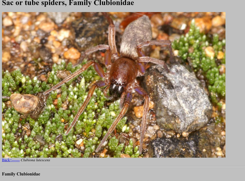 Sac Spiders Website Sac Spiders Website