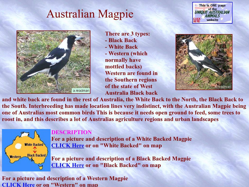 Unique Australian Animals: Australian Magpie Handout Unique Australian Animals: Australian Magpie Handout