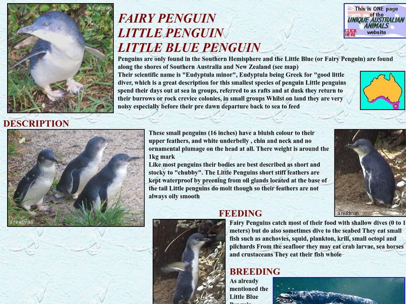 Unique Australian Animals: Little Blue Penguin Handout Unique Australian Animals: Little Blue Penguin Handout