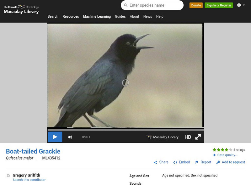 Cornell Lab of Ornithology: Boat Tailed Grackle Video Instructional Video Cornell Lab of Ornithology: Boat Tailed Grackle Video Instructional Video