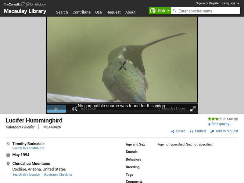 Cornell Lab of Ornithology: Lucifer Hummingbird Instructional Video Cornell Lab of Ornithology: Lucifer Hummingbird Instructional Video