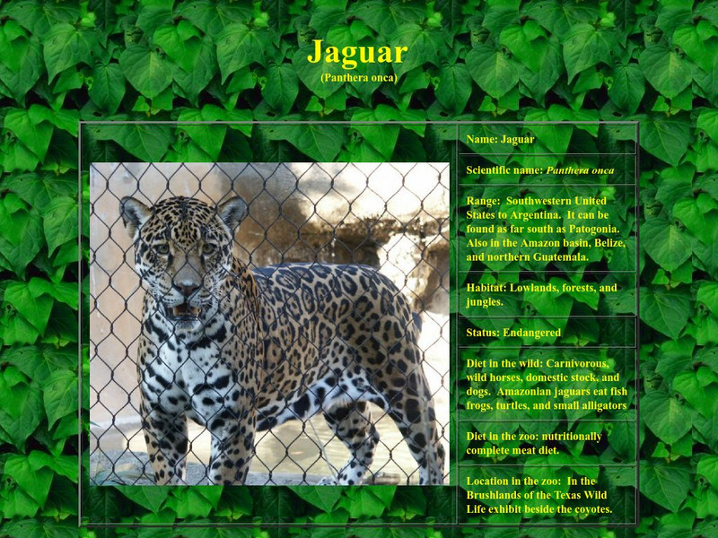 Who Zoo: Jaguars (Panthera Onca) Website Who Zoo: Jaguars (Panthera Onca) Website