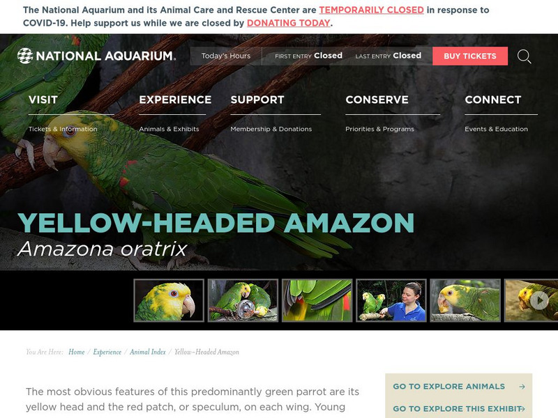 National Aquarium: Yellow Headed Amazon Parrot Website National Aquarium: Yellow Headed Amazon Parrot Website
