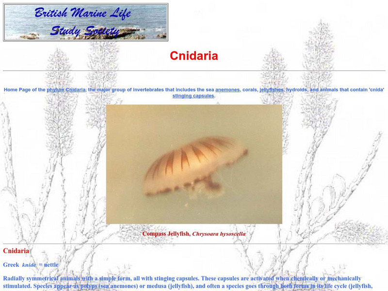 Glaucus: Cnidaria Website Glaucus: Cnidaria Website